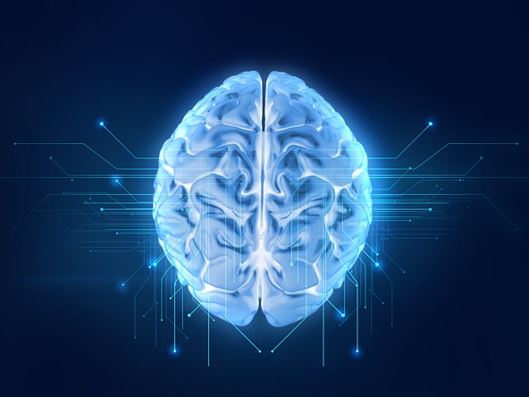 Brain